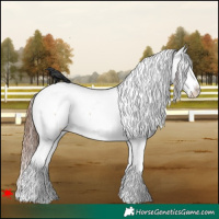 Horse Color:White Spotted Bay Dun Fewspot