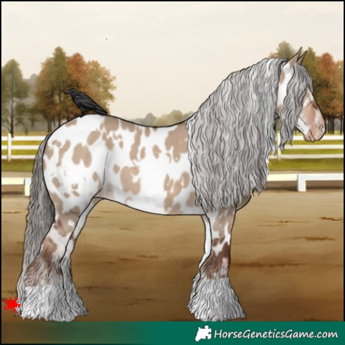 Horse Color:White Spotted Liver Red Dun Appaloosa 