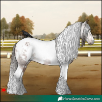 Horse Color:Gray White Spotted Bay Tobiano Appaloosa 