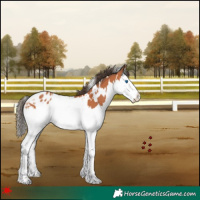 Horse Color:White Spotted Bay Splash Appaloosa 
