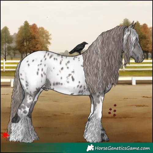 Horse Color:White Spotted Grullo Appaloosa 
