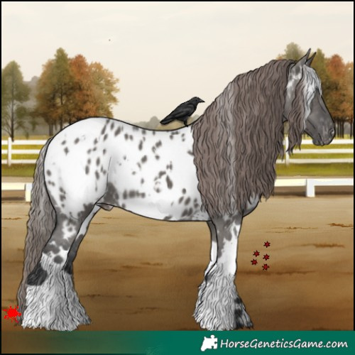 Horse Color:White Spotted Grullo Appaloosa 