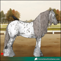 Horse Color:White Spotted Grullo Appaloosa 