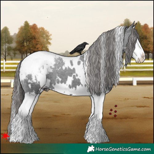 Horse Color:White Spotted Black Splash Appaloosa 