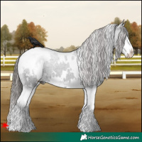 Horse Color:White Spotted Black Splash Snowcap