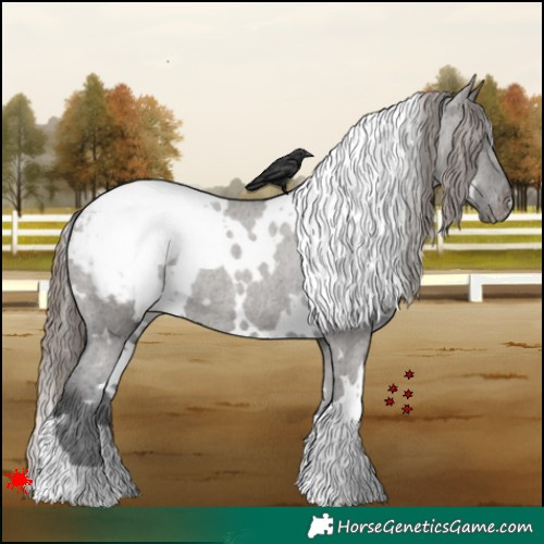 Horse Color:White Spotted Grullo Appaloosa Rabicano 
