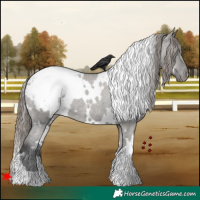 Horse Color:White Spotted Grullo Appaloosa Rabicano 