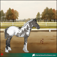 Horse Color:White Spotted Grullo Appaloosa Rabicano 