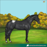 Horse Color:Black Varnish Rabicano 