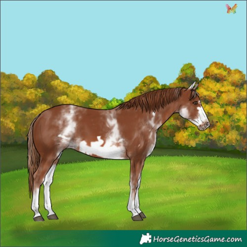 Horse Color:White Spotted Chestnut Frame