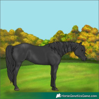 Horse Color:Black 