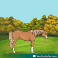 Horse Color:Chestnut 