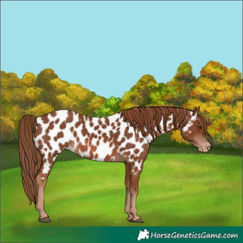 Horse Color:Chestnut Appaloosa 