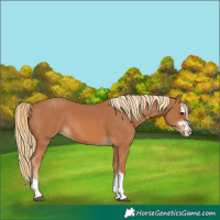 Horse Color:Chestnut 