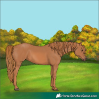 Horse Color:Chestnut 