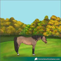 Horse Color:Bay Dun
