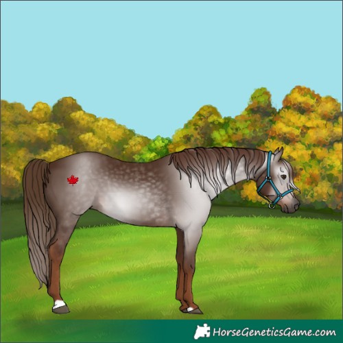 Horse Color:Gray Chestnut 