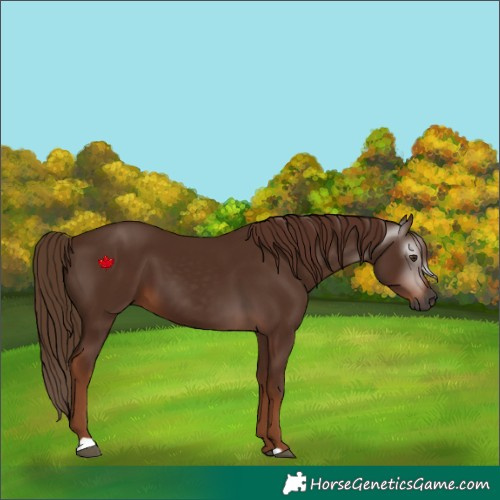 Horse Color:Gray Chestnut 