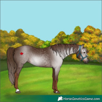 Horse Color:Gray Chestnut 