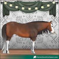 Horse Color:Bay Splash 