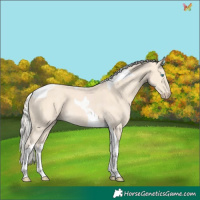 Horse Color:Cremello Tobiano 