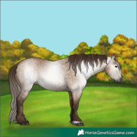 Horse Color:Gray Red Dun Rabicano 