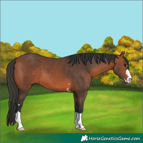 Horse Color:Bay 