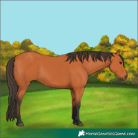 Horse Color:Bay 