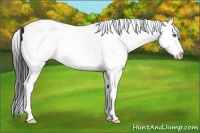 Horse Color:White Spotted Bay Splash Rabicano 