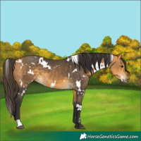 Horse Color:White Spotted Buckskin 