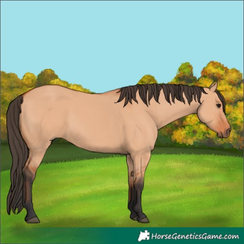 Horse Color:Bay Dun