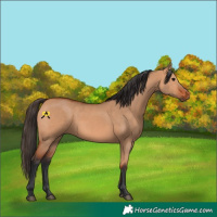 Horse Color:Bay Dun 