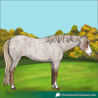 Horse Color:Liver Red Dun Roan Sabino Rabicano 