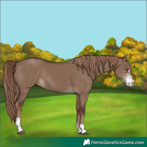 Horse Color:Liver Red Dun Sabino Rabicano