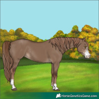 Horse Color:Liver Red Dun Sabino Rabicano 
