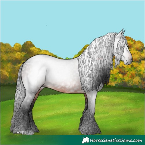 Horse Color:Gray Bay 