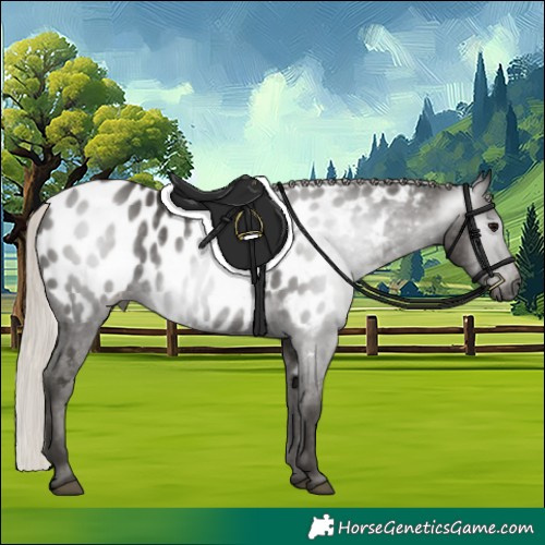 Horse Color:Gray Silver Black Appaloosa 