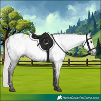 Horse Color:Gray Silver Black Near Leopard