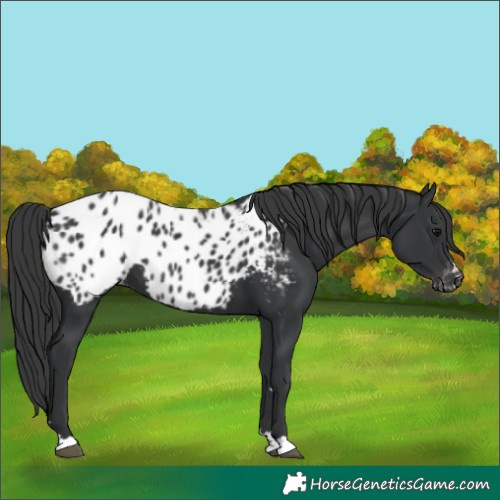 Horse Color:Black Appaloosa