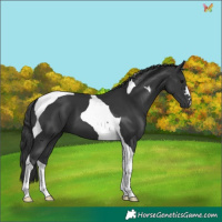 Horse Color:Black Tobiano 