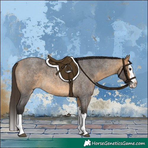 Horse Color:Buckskin Roan Splash 