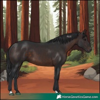 Horse Color:Brown 