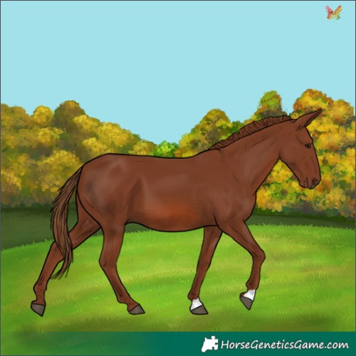 Horse Color:Chestnut 