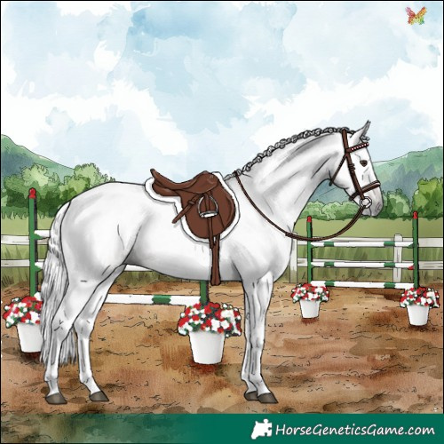 Horse Color:Gray Chestnut 