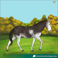 Horse Color:White Spotted Liver Chestnut