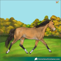 Horse Color:Buckskin 