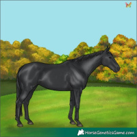 Horse Color:Black 