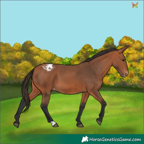 Horse Color:Bay Appaloosa 
