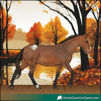 Horse Color:Bay Appaloosa 
