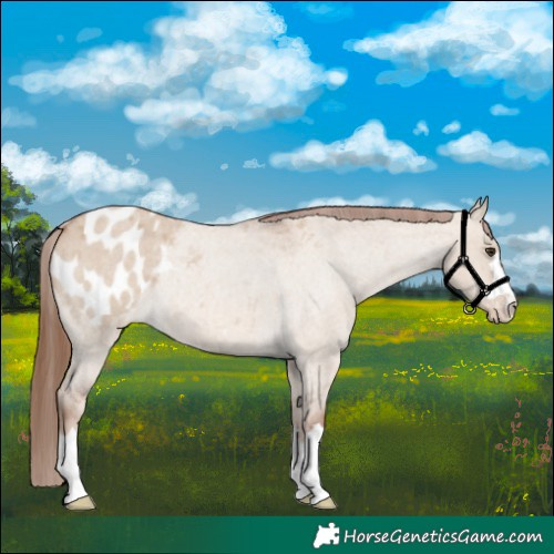 Horse Color:Red Dun Roan Blanket 